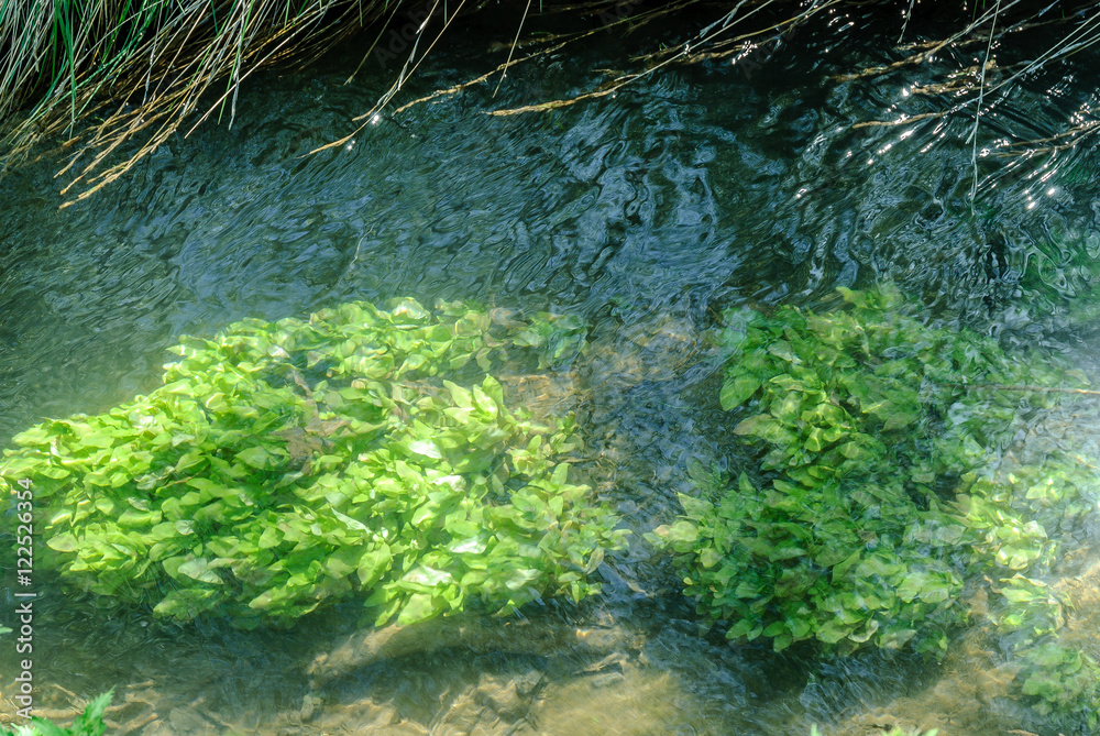 aquatic plants in the riverbed Guadalviar in the medieval Albarracin town in Teruel, Aragon, Spain