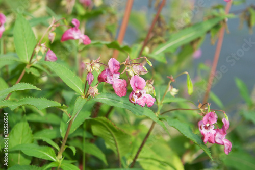 Rosa Blüten