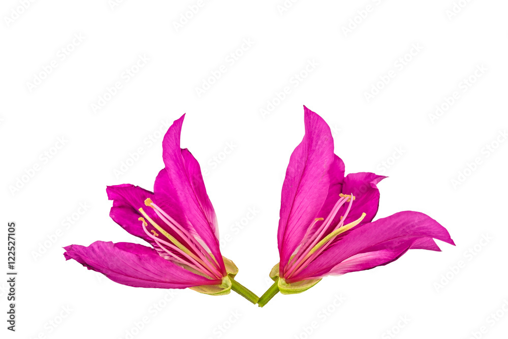 Closed up pink Bauhinia purpurea  flower or Butterfly Tree isolated on white background.Saved with clipping path.