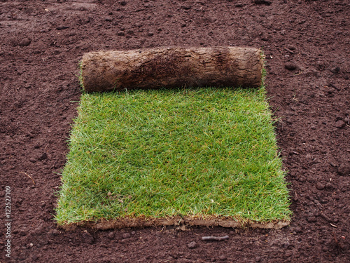 Carpet of turf - roll of sod - turf grass roll 