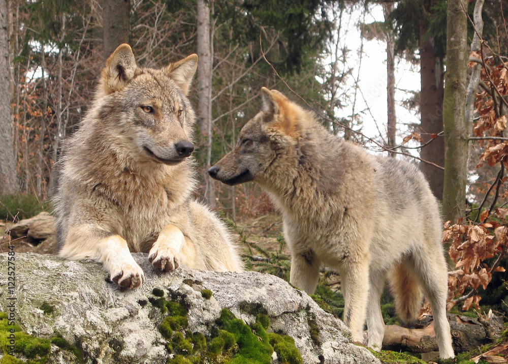 Fototapeta premium Wolfsbrüder im Tierpark