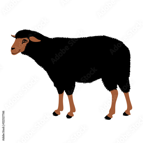 sheep vector illustration style Flat