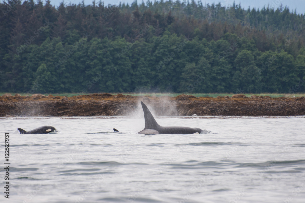Fototapeta premium Orcas Pod - Juneau, AK