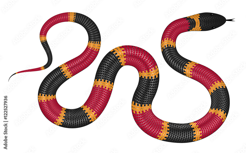 Fototapeta premium Ilustracja wektorowa węża koralowego na białym tle