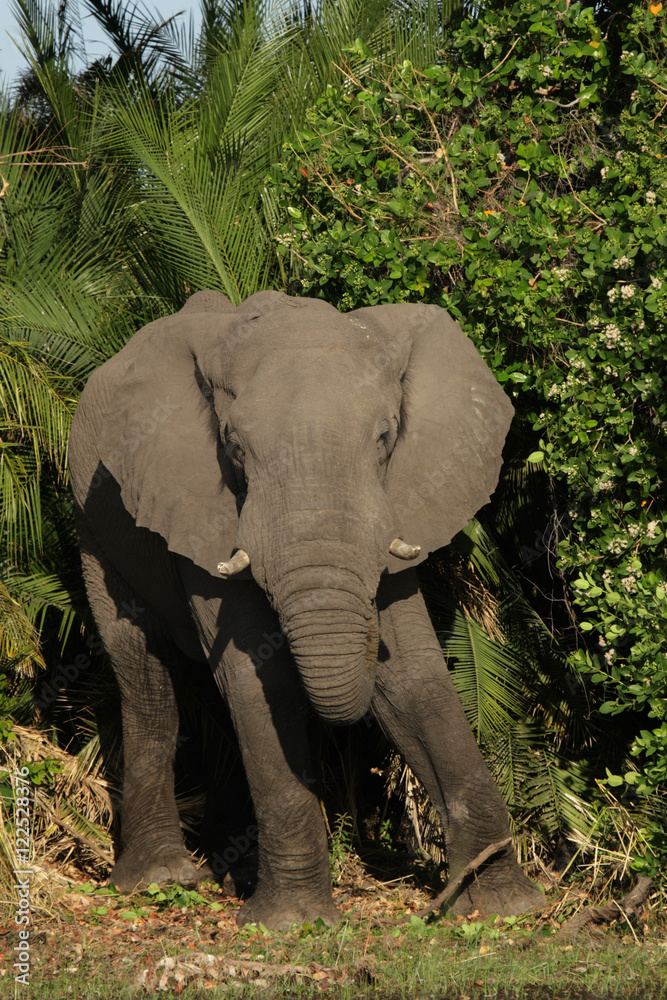 Elefant im Okavango Delta, Botswana