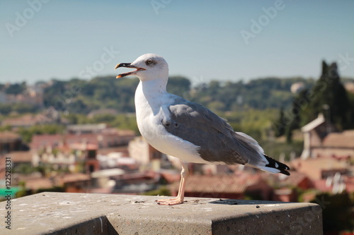 Fototapeta Naklejka Na Ścianę i Meble -  Seagull in a city