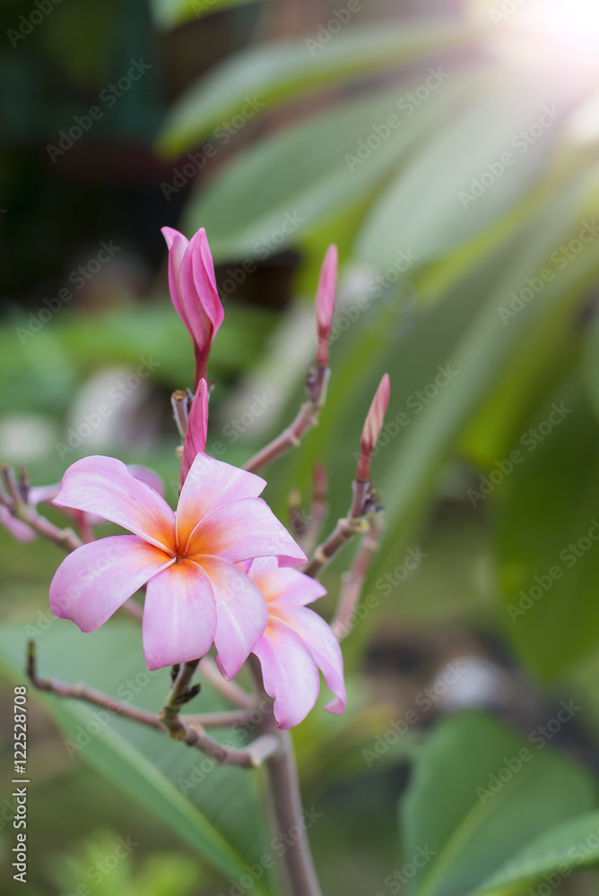 Plumeria flowers nature leaf close up background Apocynaceae pla Plumeria flowers nature leaf close up background Apocynaceae pla