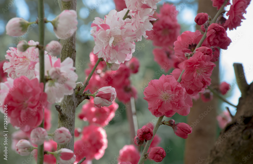 Blooming tree in light and dark pink flowers Blooming tree in light and dark pink flowers
