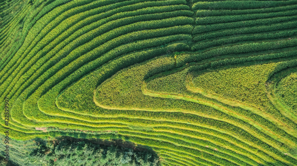 Aerial view of green terrace rice fields, China Aerial view of green terrace rice fields, China