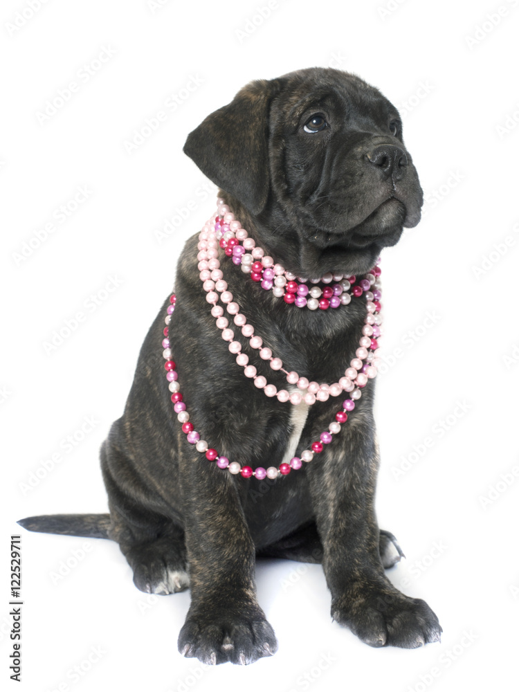 puppy bull mastiff puppy bull mastiff