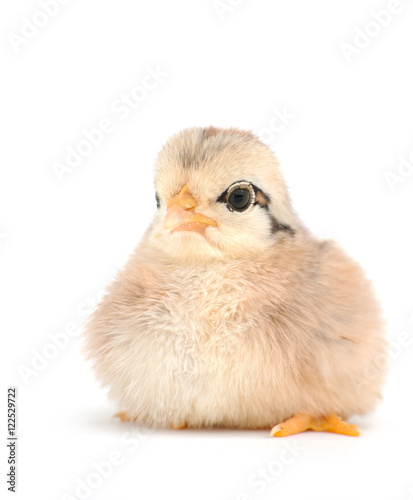 Adorable newborn baby chick on white