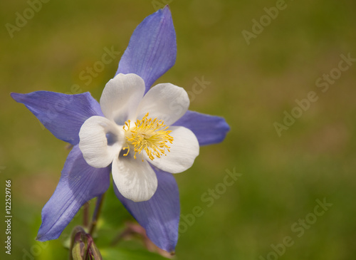 Beautiful blue and white Columbine in summer garden