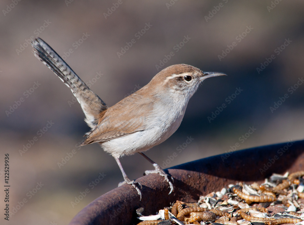 Fototapeta premium Bewick's Wren perched on a feeding station in winter