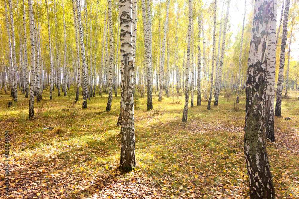 Fototapeta premium autumn forest