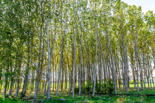 scenery of a forest of poplars in the province of Teruel in Aragon  Spain