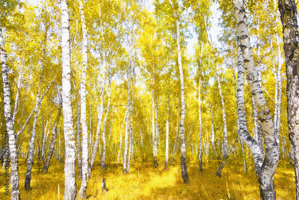 Fototapeta premium jesienny las