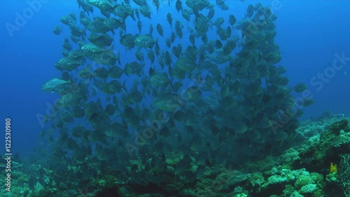 School of Blue Trevallies on a coral reef.  Carangidae - Carangoides ferdau, 4k footage photo