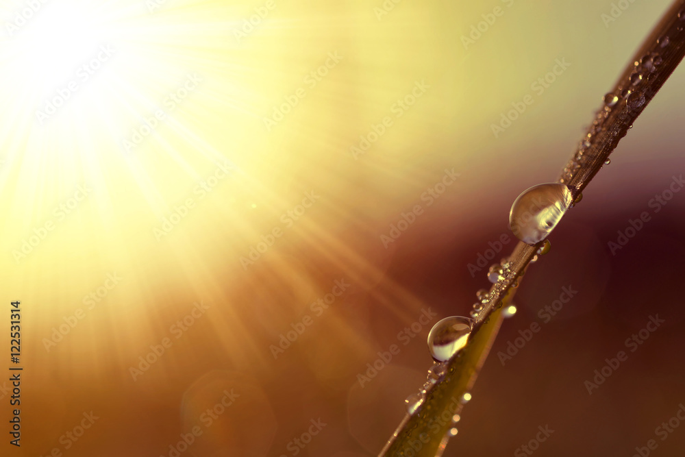 Fresh grass with dew drops at sunrise. Nature Background