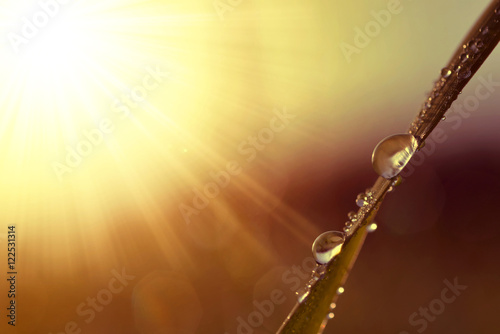 Fresh grass with dew drops at sunrise. Nature Background