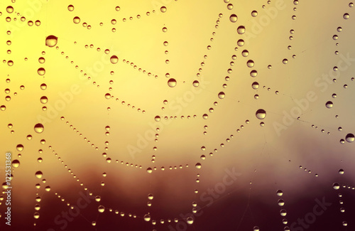 Spider web with dew drops at sunrise closeup © vencav