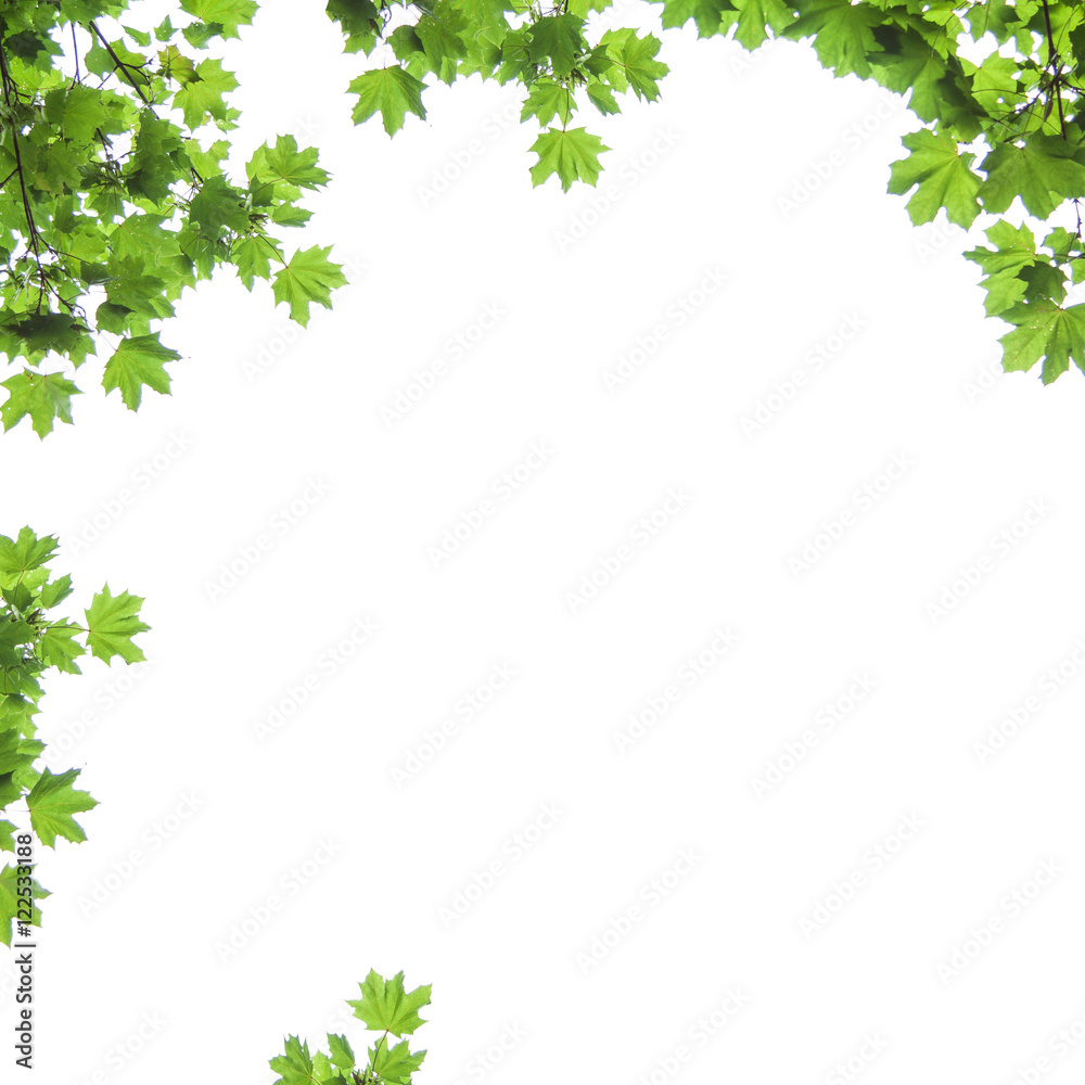maple leaves on a white background, Acer platanoides maple leaves on a white background, Acer platanoides