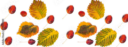 panorama pattern multicolored autumn leaves