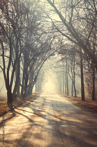Autumn foggy archway