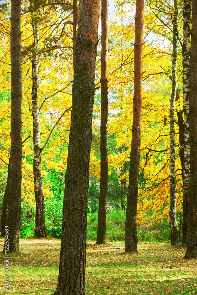 forest at the pond forest at the pond