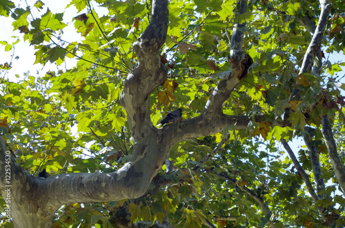 tree