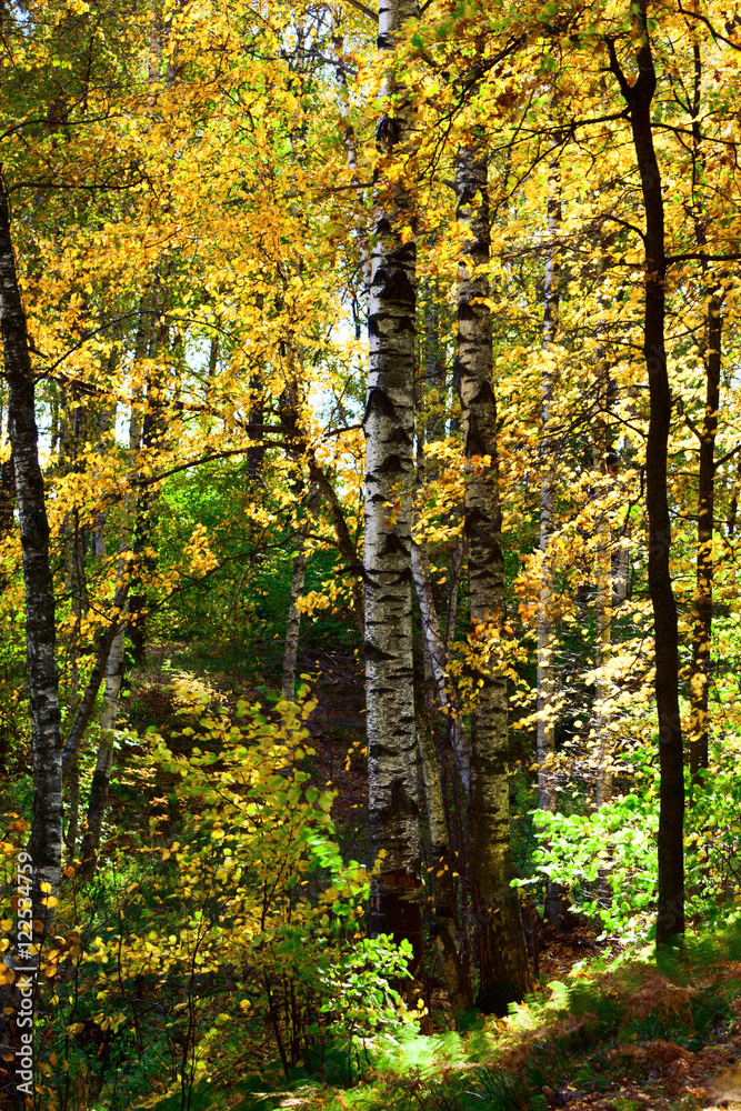 forest birch