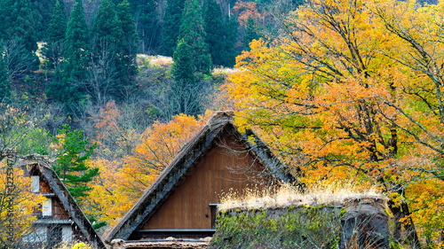 gassho-zukuri house with maple tree backgrounds in Shirakawa-go photo