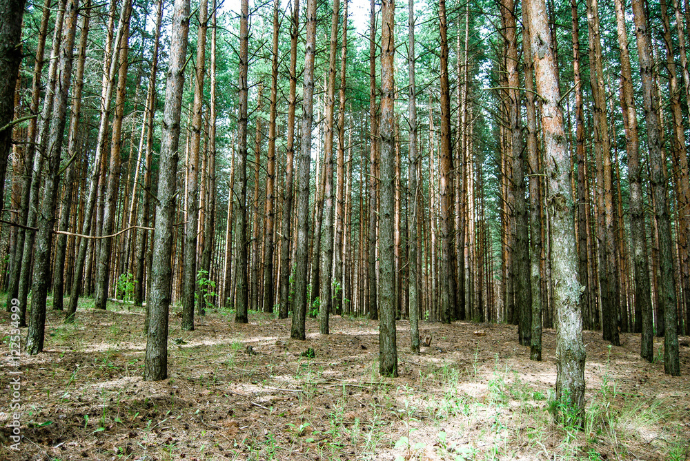 Naklejka premium лес