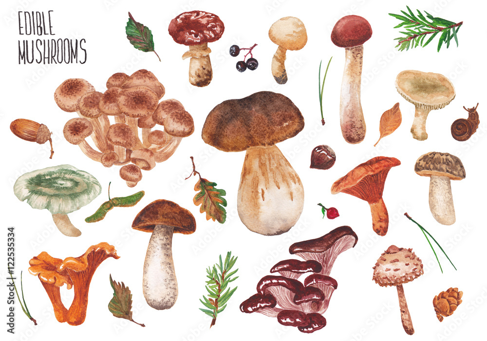 Naklejka Wild mushrooms on a white background. Many edible mushrooms.