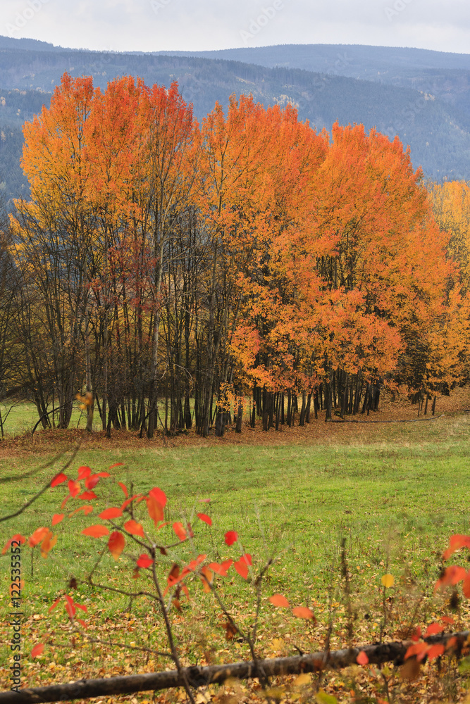 Obraz premium Autumn Landscape