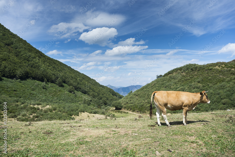 Cows resting in the field. Photo taken in Sousas Valley, Somiedo Nature Reserve. It is located in the central area of the Cantabrian Mountains in the Principality of Asturias in northern Spain