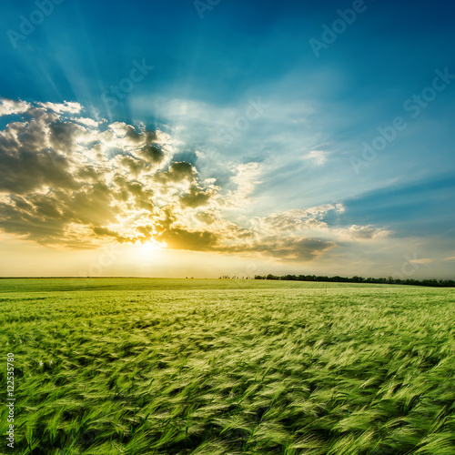 agricultural green field and sunset in clouds