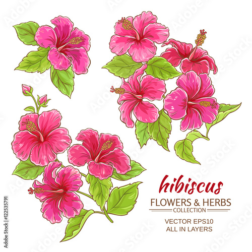 hibiscus flowers vector set