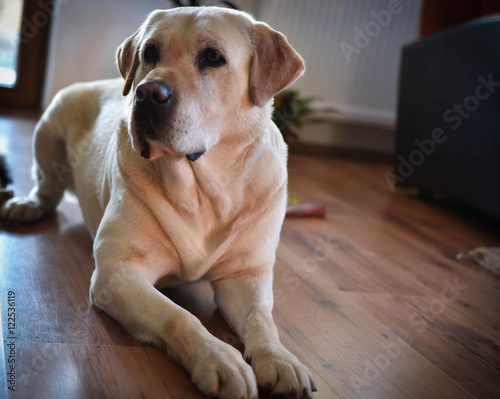 Labrador, my dog friend