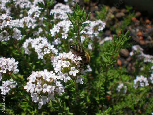 Close up of flowering thyme with a working bee on it in springtime
