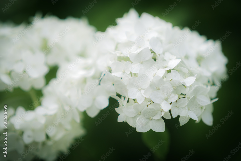 Flowers of Smooth Hydrangea
