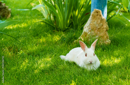 Rabbit white. The white Rabbit is on the green grass. photo