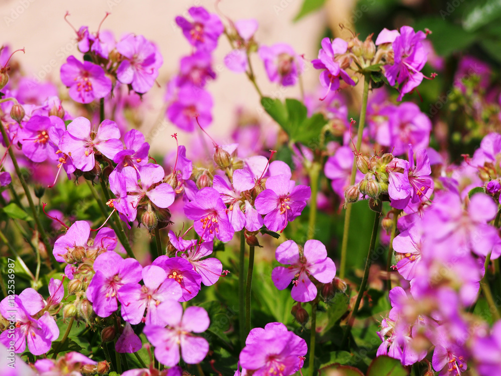 Geranium cantabrigiense 'Cambridge' (dwarf cranesbill) Geranium cantabrigiense 'Cambridge' (dwarf cranesbill)