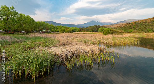 Reeds growing in a dam alongside a park near Champagne Castle, with Cathkin Peak, part of the Drakensberg in the background