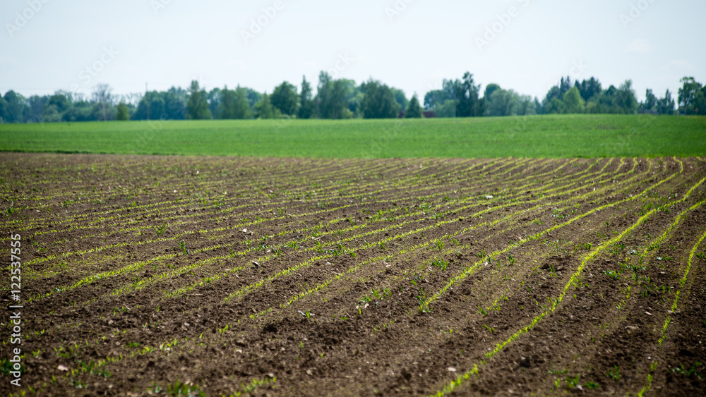 Cultivated field