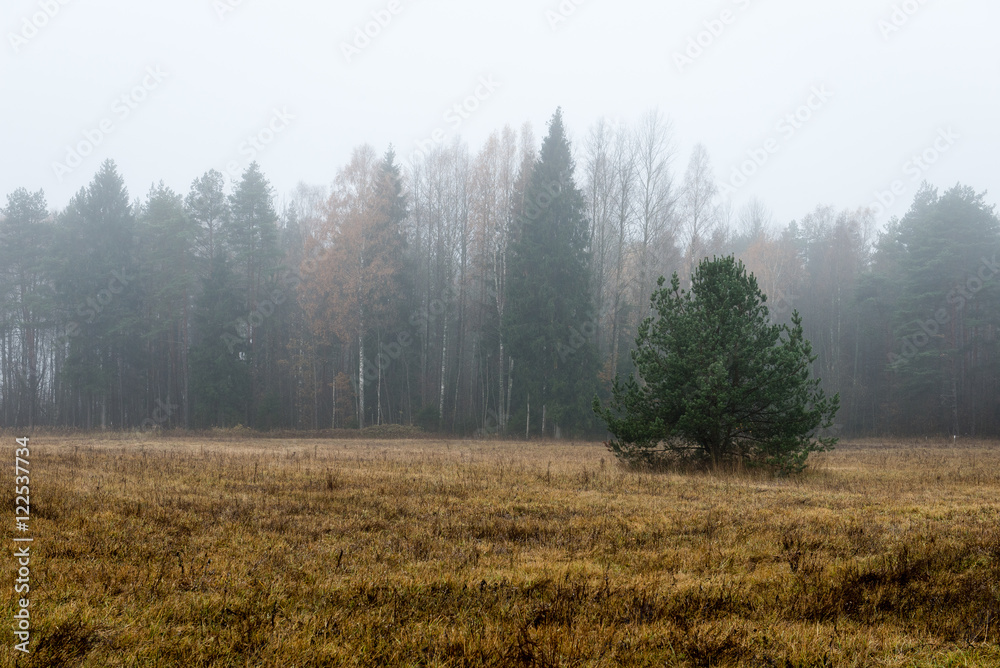 Fototapeta premium Cultivated field
