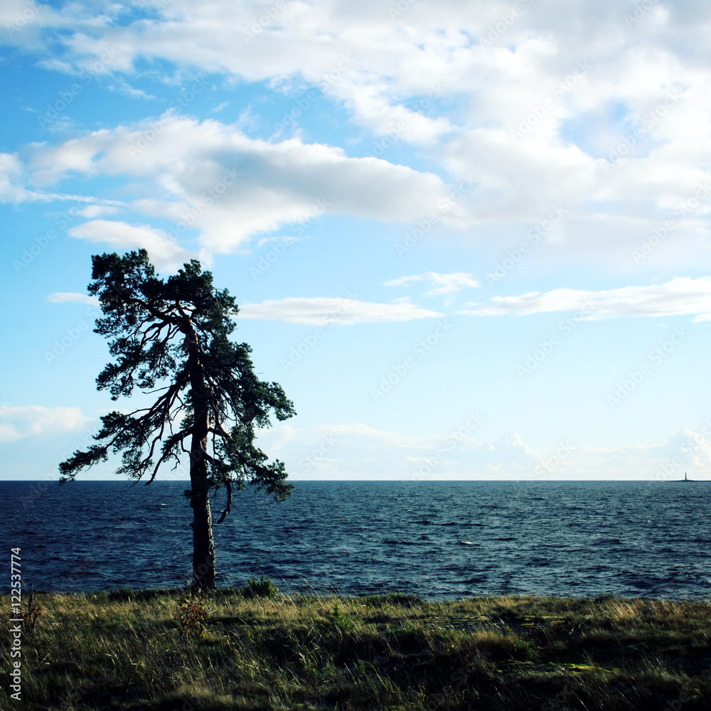 Obraz premium A lone pine tree stands along the beach of the Onega lake coast. Aged photo. Valaam, Karelia, Russia.