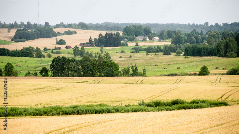 Fototapeta premium Cultivated field