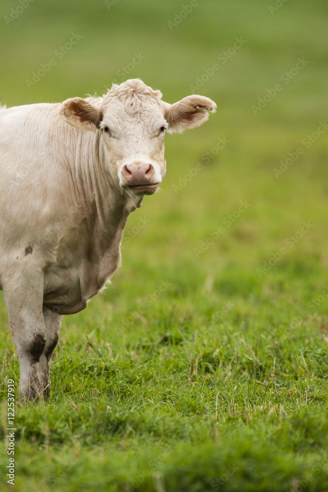 Charolais cattle (Bos taurus) a beef breed of cattle which originated in Charolais, around Charolles, in France. © Allen McEachern Charolais cattle (Bos taurus) a beef breed of cattle which originated in Charolais, around Charolles, in France. © Allen McEachern