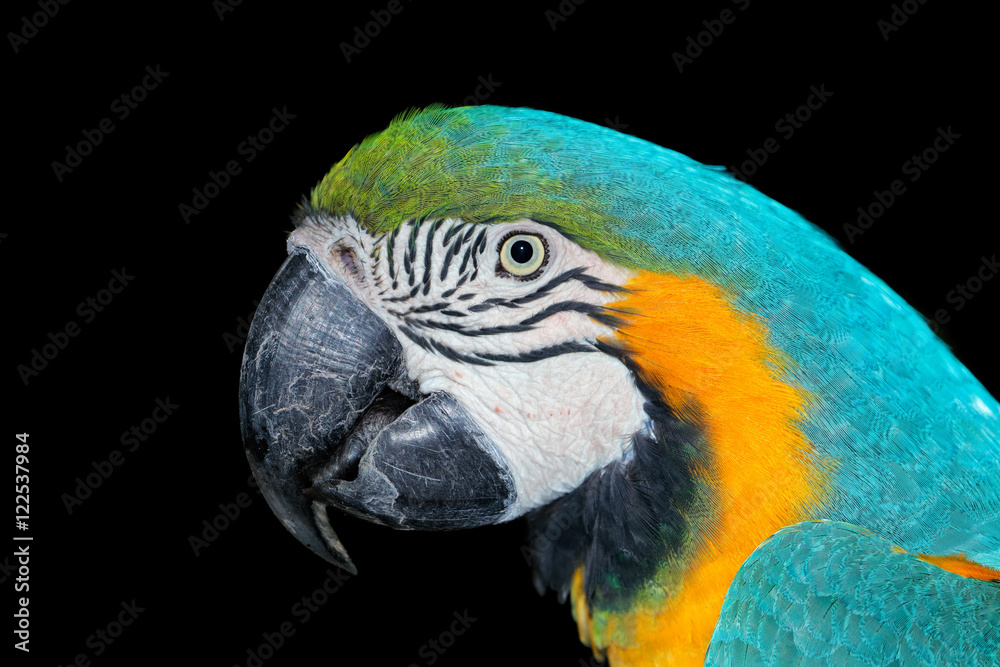 Portrait of a brightly colored Blue-and-yellow Macaw (Ara ararauna) on black.