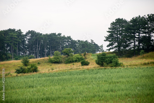 Cultivated field